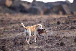 نبرد محیط زیست با سگ/ مهمان ناخوانده‌ای که بلای جان حیات وحش است