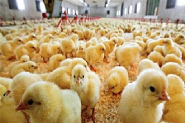 رشد ۱۲ درصدی جوجه‌ریزی در واحدهای تولید مرغ گوشتی لرستان