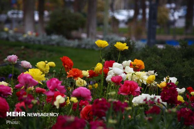 گلباران بهاری کاشان در آستانه نوروز ۱۴۰۱