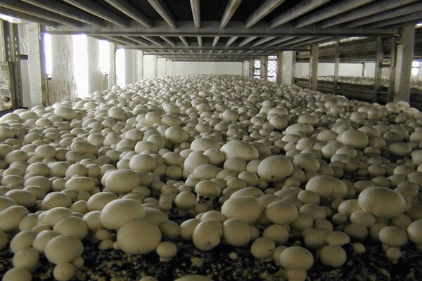 رتبه اول تهران در تولید قارچ خوراکی کشور/۴۲هزار تُن قارچ تولید شد