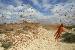 سونامی ملخ های صحرایی در مزارع نهبندان/کمبود امکانات برای مبارزه