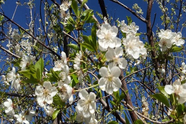 استقبال زودهنگام طبیعت یزد از بهار/ درختان شکوفه باران شدند