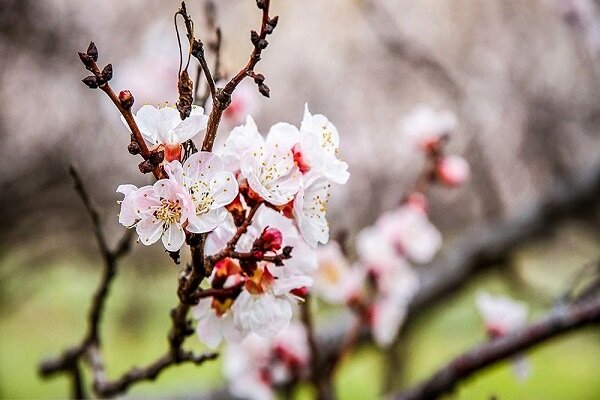 استقبال زودهنگام طبیعت یزد از بهار/درختان شکوفه باران شدند