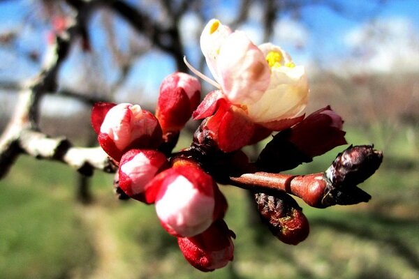 استقبال زودهنگام طبیعت یزد از بهار/درختان شکوفه باران شدند