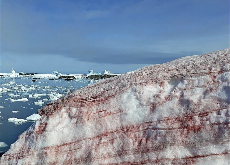 تصاویر برف صورتی در قطب جنوب منتشر شد