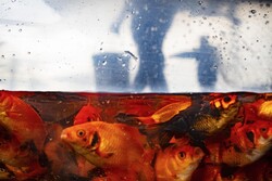 Goldfish cultivation for 'Haft-Seen'