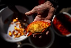 توصیه‌های دامپزشکی برای خرید ماهی قرمز/احتمال انتقال کرونا از طریق آب و سطح بدن ماهی وجود دارد