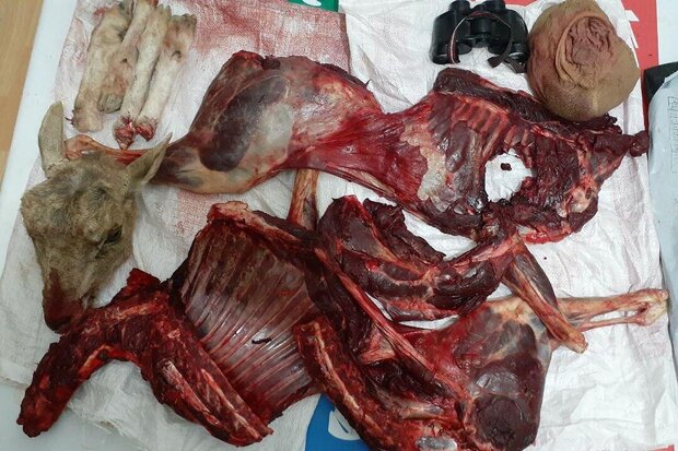 دستگیری باند بزرگ شکار و فروش گوشت حیوانات وحشی در شمیرانات