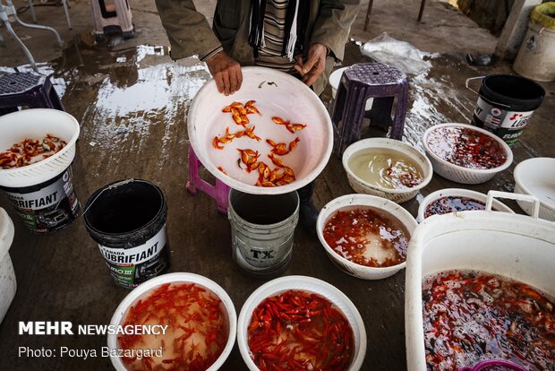 Goldfish cultivation for 'Haft-Seen'