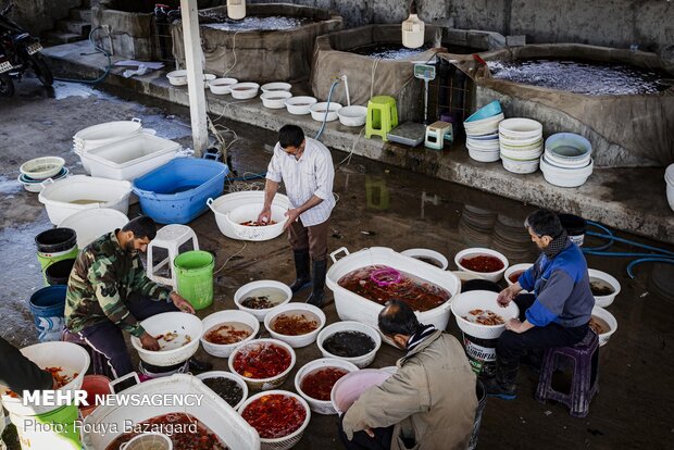 Goldfish cultivation for 'Haft-Seen'