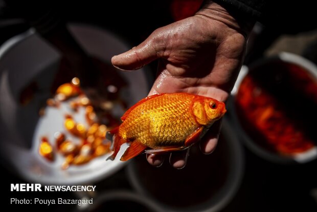 پرورش «ماهی قرمز ایرانی»