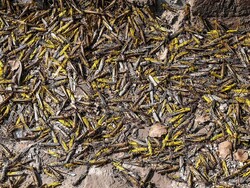 VIDEO: Locust attack in Jiroft, SE Iran