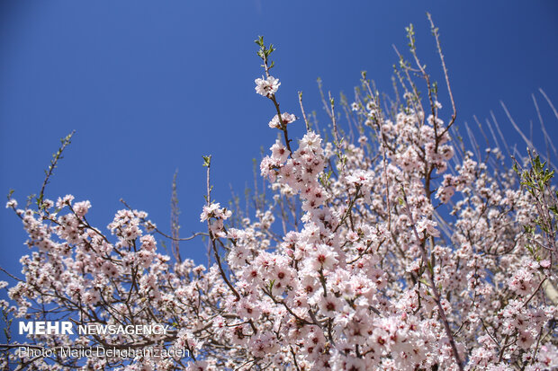 الأشجار تزهر قبل قدوم الربيع في محافظة يزد