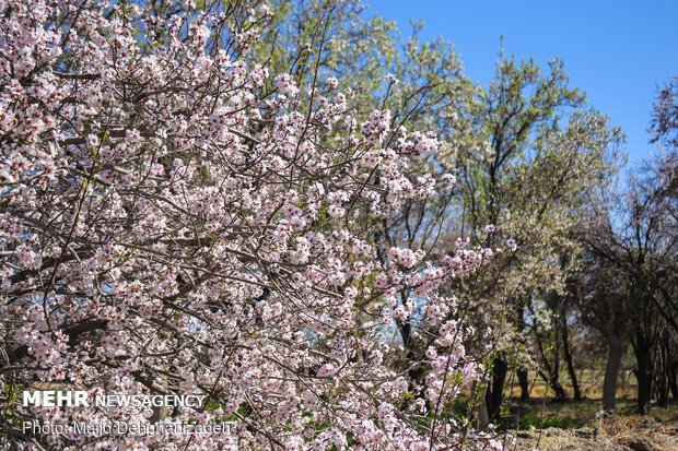 الأشجار تزهر قبل قدوم الربيع في محافظة يزد