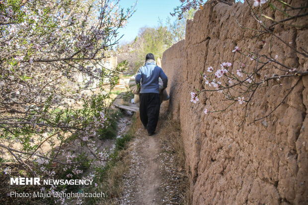 Spring blossoms in Yazd