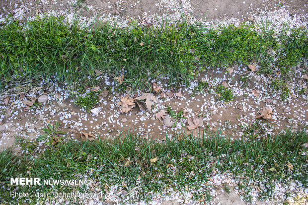 Spring blossoms in Yazd