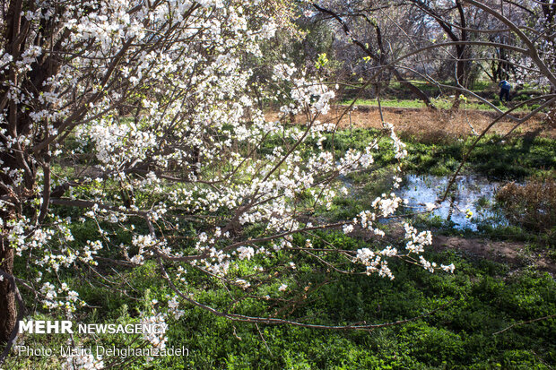 Spring blossoms in Yazd