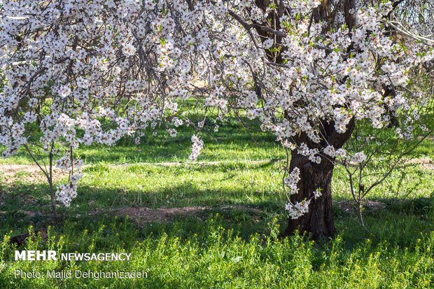 Spring blossoms in Yazd