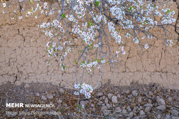 Spring blossoms in Yazd