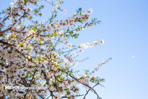 Spring blossoms in Yazd