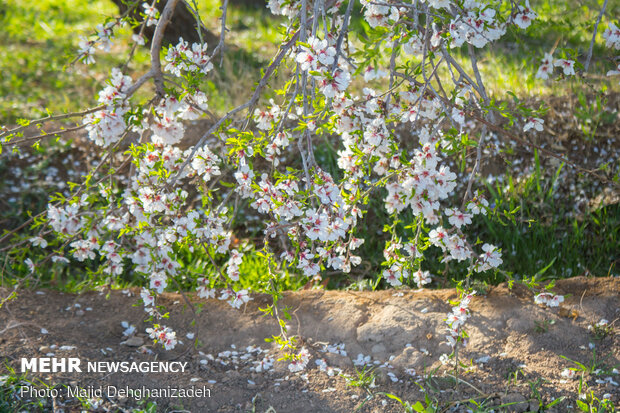 Spring blossoms in Yazd