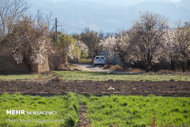 Spring blossoms in Yazd