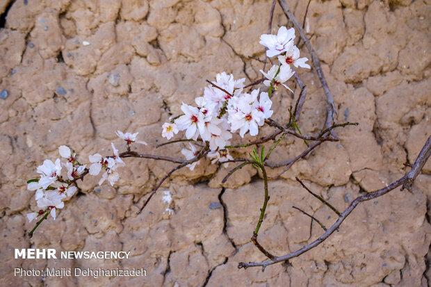 Spring blossoms in Yazd