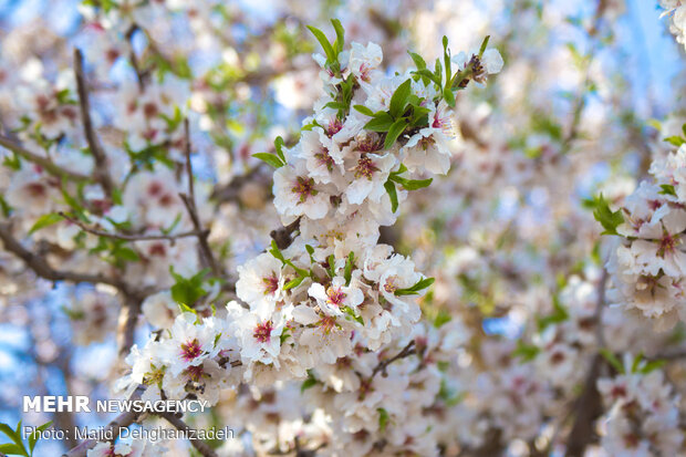 Spring blossoms in Yazd