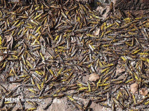 Locust outbreak in 4 Iranian provinces probable: official 