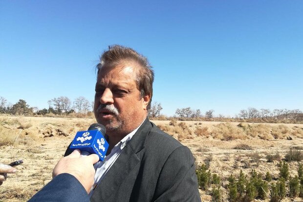 ۴۰۰ هزار اصله نهال برای درختکاری در استان سمنان آماده توزیع است