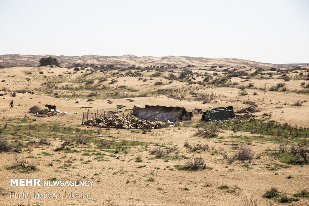 مالچ پاشی شن زارهای ام دبس دشت آزادگان