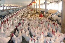 ظرفیت اسمی مرغداری های استان سمنان ۴۰ میلیون قطعه است