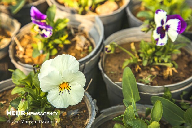 Bojnurd getting spring flowers ready