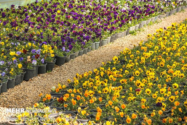 Bojnurd getting spring flowers ready