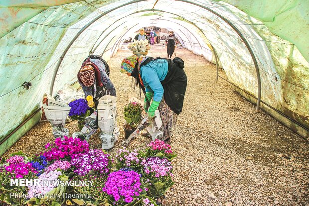 Bojnurd getting spring flowers ready