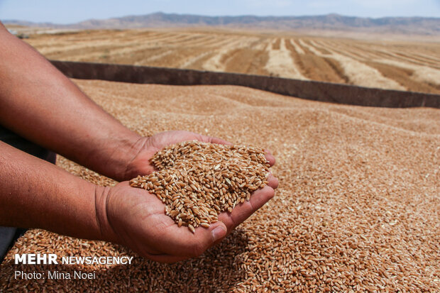 پیش بینی خرید ۲۵۰ هزار تن گندم با نرخ تضمینی در استان همدان
