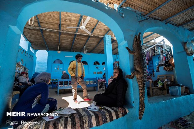 جذب گردشگر با نگهداری تمساح در خانه