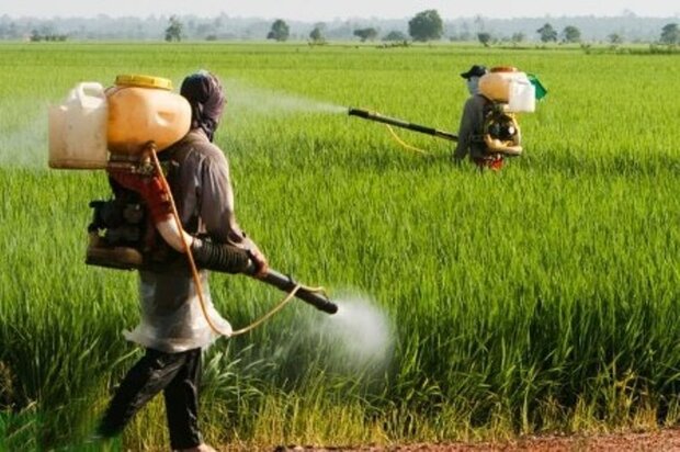 Indian company to export 25 tons of pesticides to Iran to control locust invasion
