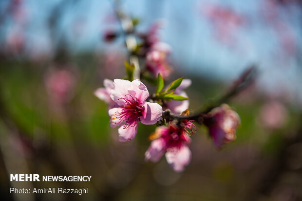 Mazandaran embracing the coming spring