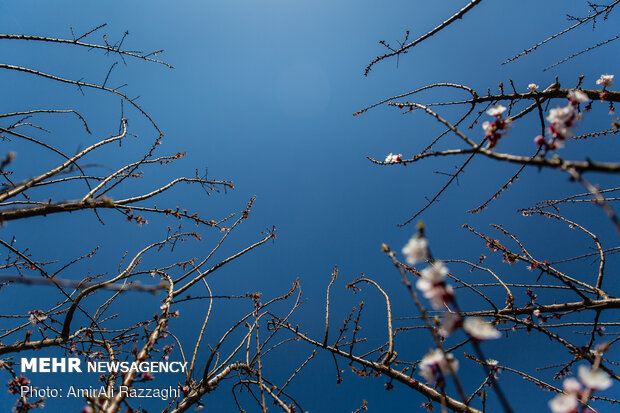 Mazandaran embracing the coming spring