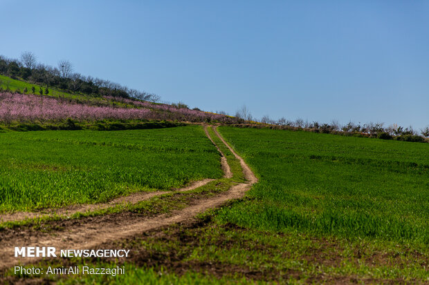 İran'da Baharı müjdeleyen ilkbahar çiçekleri