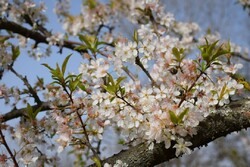 Early spring blossoms in northwestern Iran