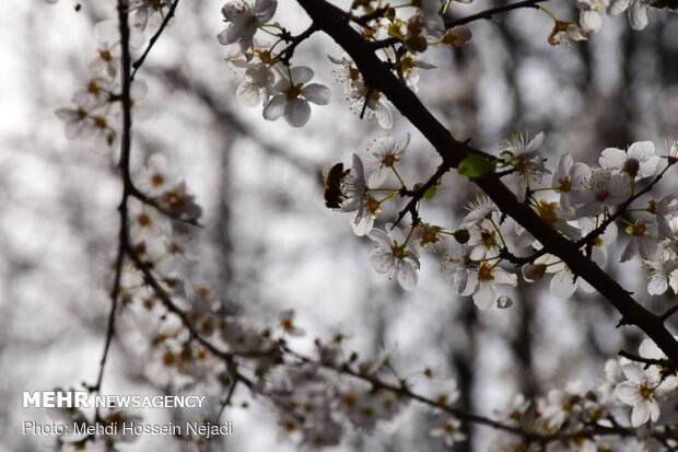 شکوفه های بهاری در شهرستان مرزی آستارا