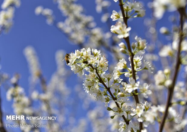 Northern Golestan province welcoming spring