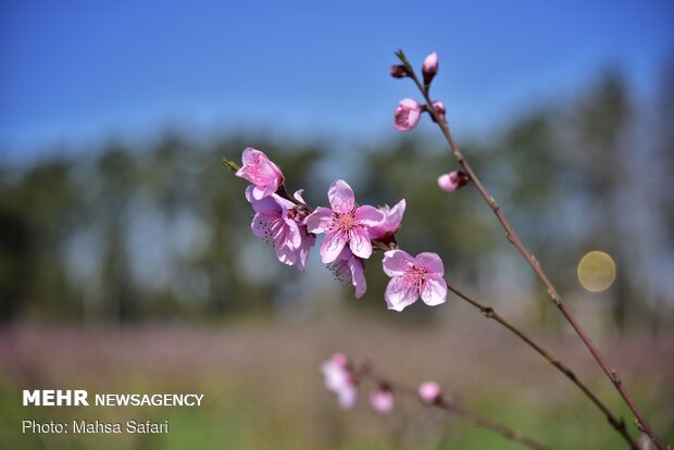 İlkbaharın gelişini yansıtan fotoğraflar