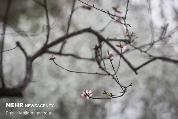 Early spring blossoms in Tehran