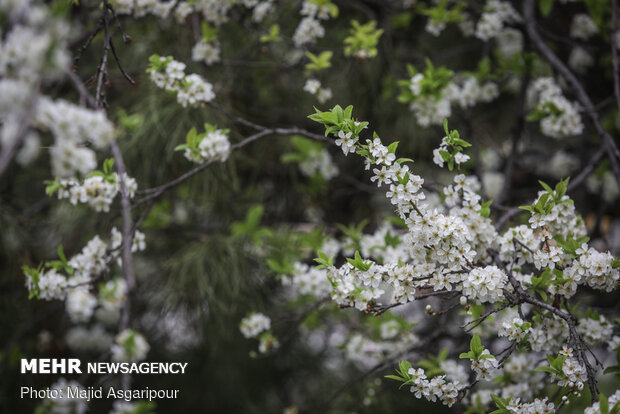 Early spring blossoms in Tehran