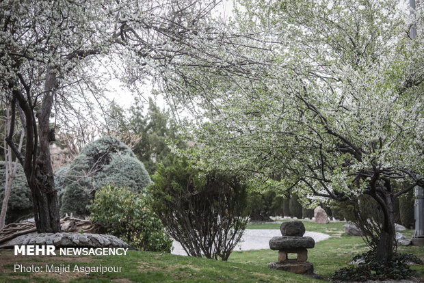 Early spring blossoms in Tehran