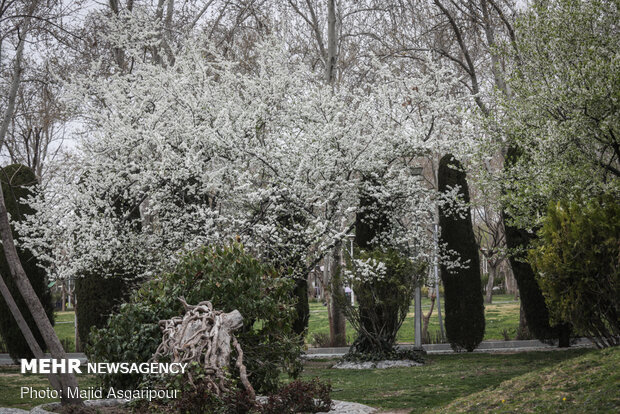 Early spring blossoms in Tehran