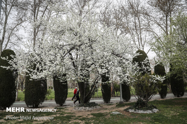 شکوفه های بهاری در تهران